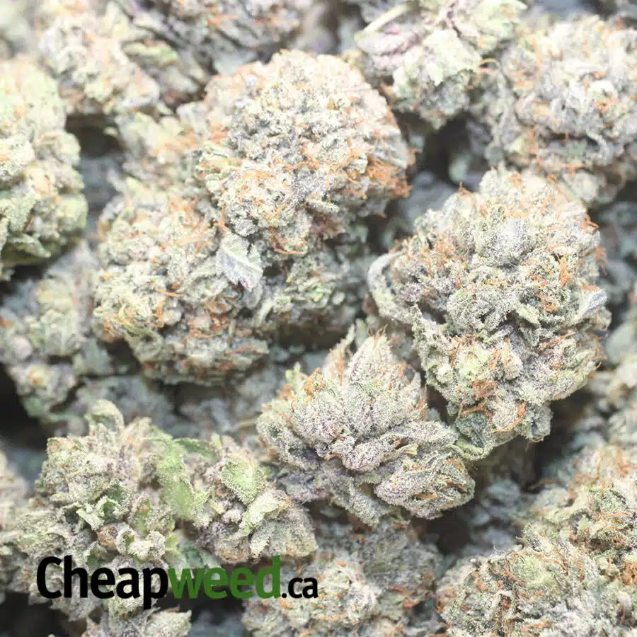 PURPLE CREAM 4 I Purple Cream AAA