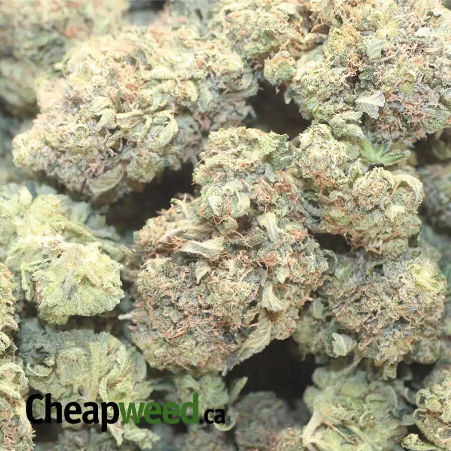 RS MK 1 I Rockstar Master Kush