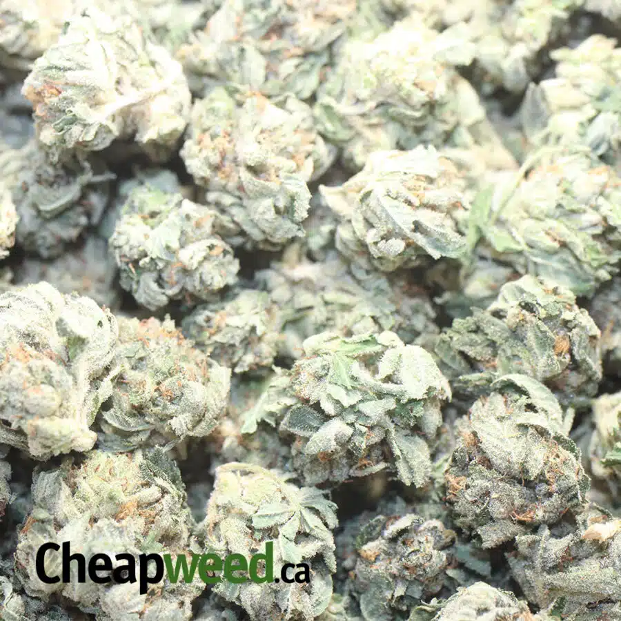 S SHACK DOD 1 I Sugar Shack - *Deal Of The Day*