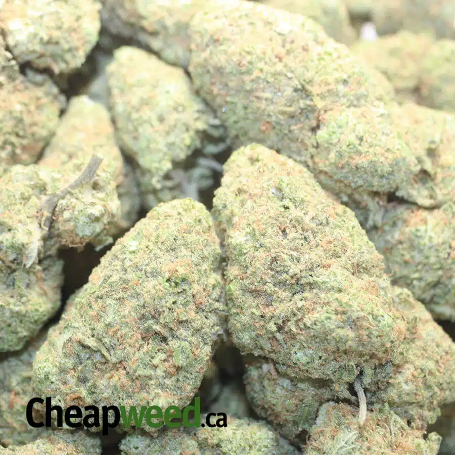 SHERBERT AAA 1 I Sherbert AAA
