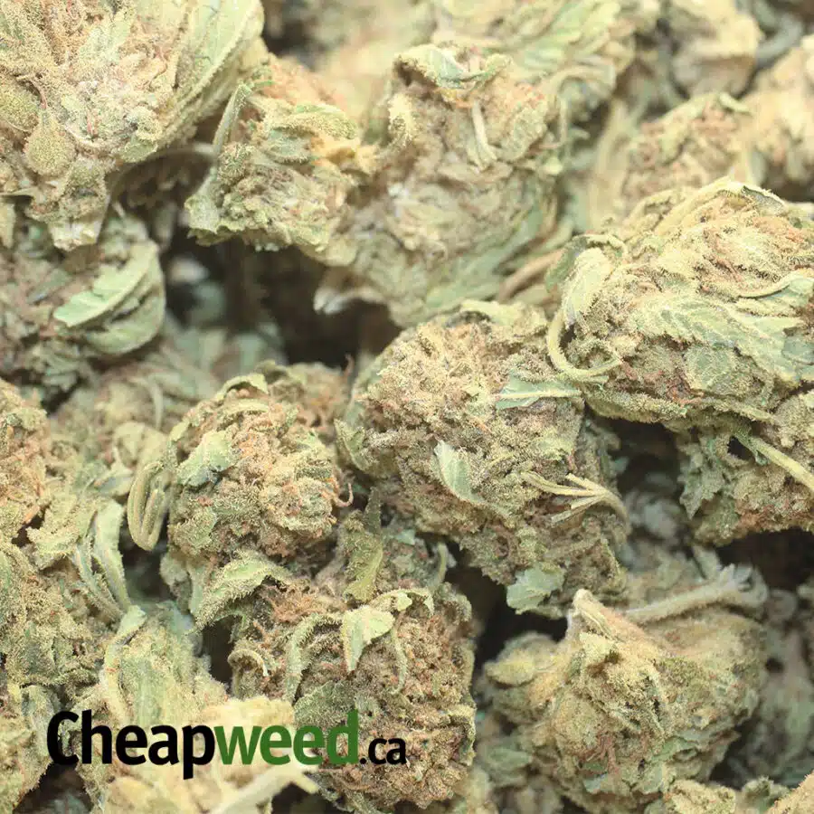 SOUR GRAPE AA 4 I AA Sour Grape