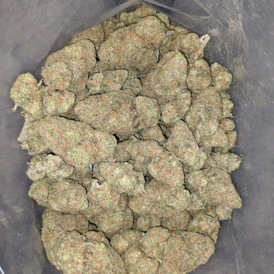 Sherbert AAA 1 I Sherbert AAA