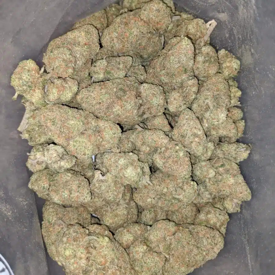 Sherbert AAA 2 I Sherbert AAA
