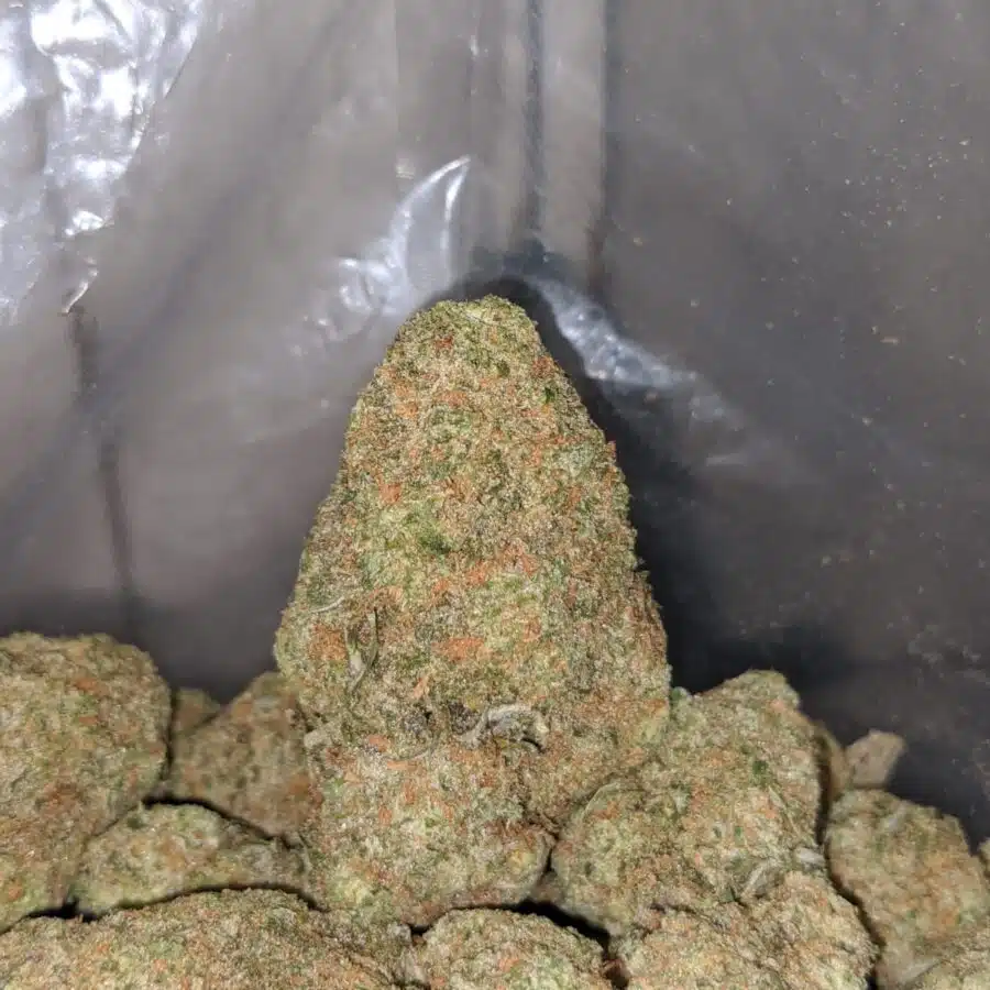 Sherbert AAA 3 I Sherbert AAA