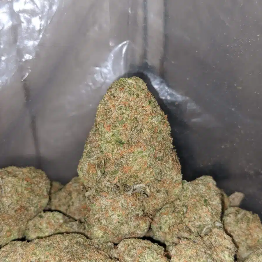Sherbert AAA 4 I Sherbert AAA