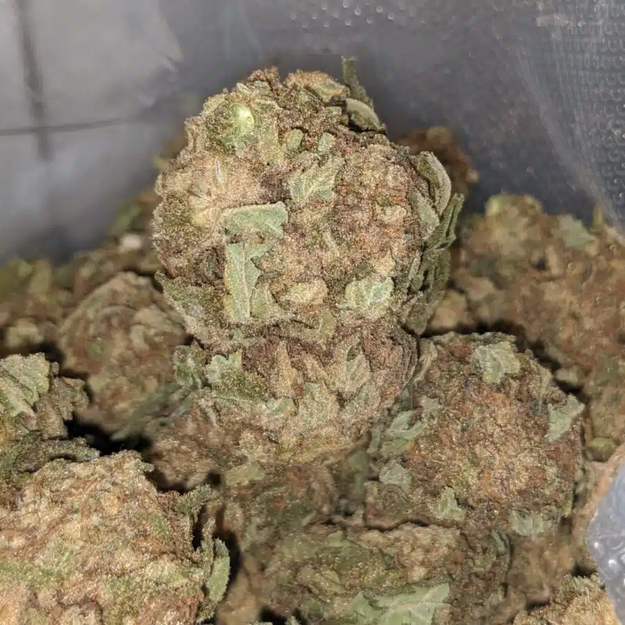 Sour Grape AA 3 I AA Sour Grape