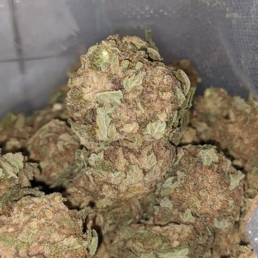 Sour Grape AA 4 I AA Sour Grape