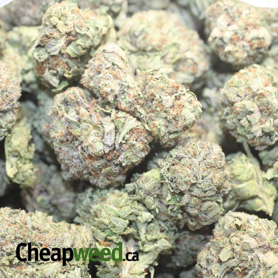 T RSK 1 I Tony's Rockstar Kush #2