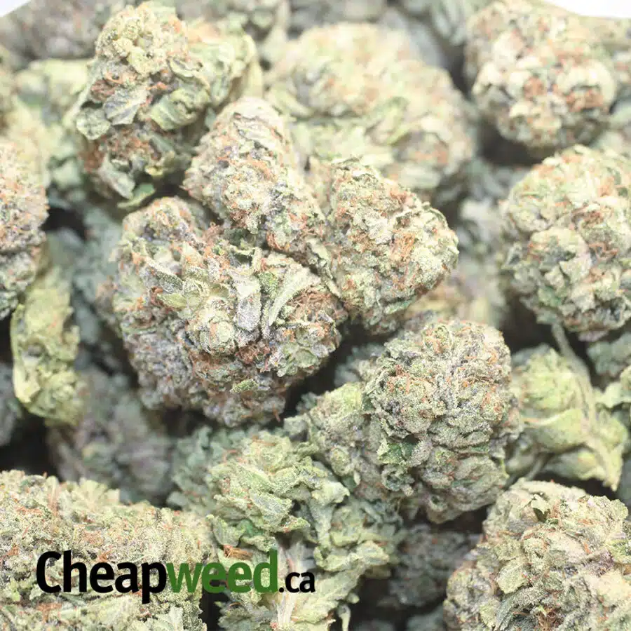 T RSK 1 I Tony's Rockstar Kush #2