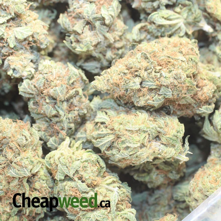 VIO K 1 I Violator Kush