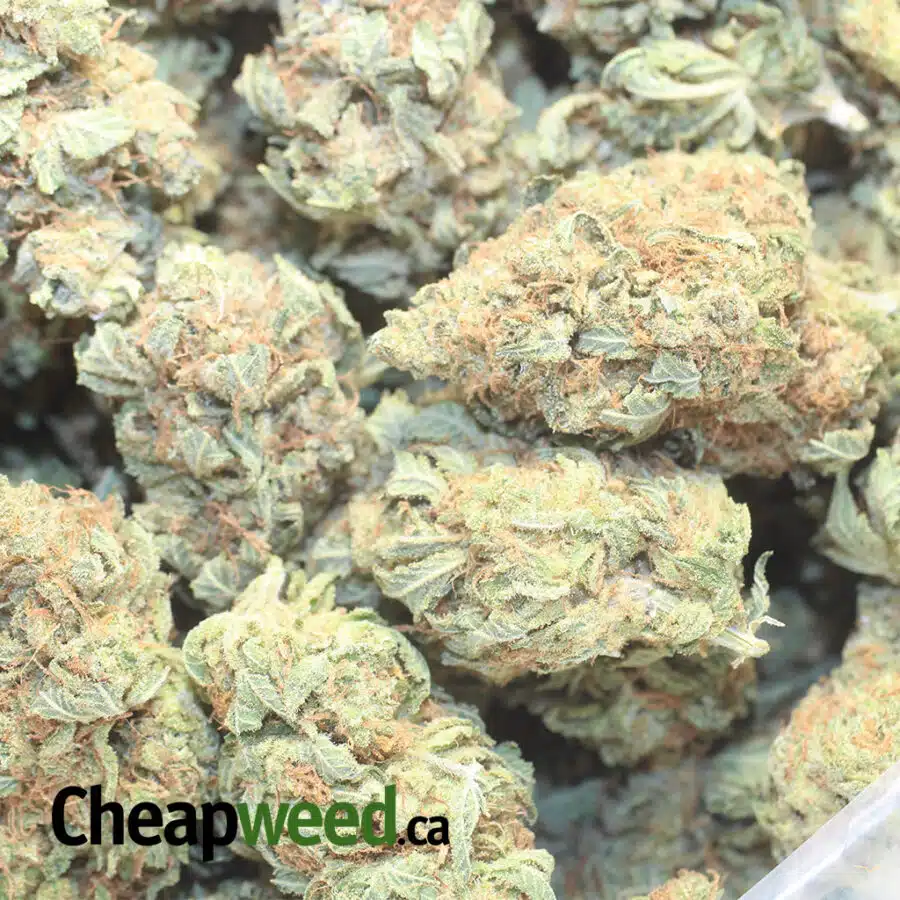 VIO K 1 I Violator Kush