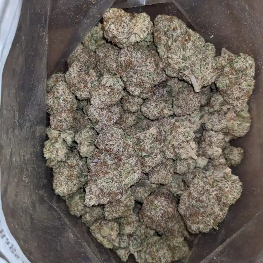 White God