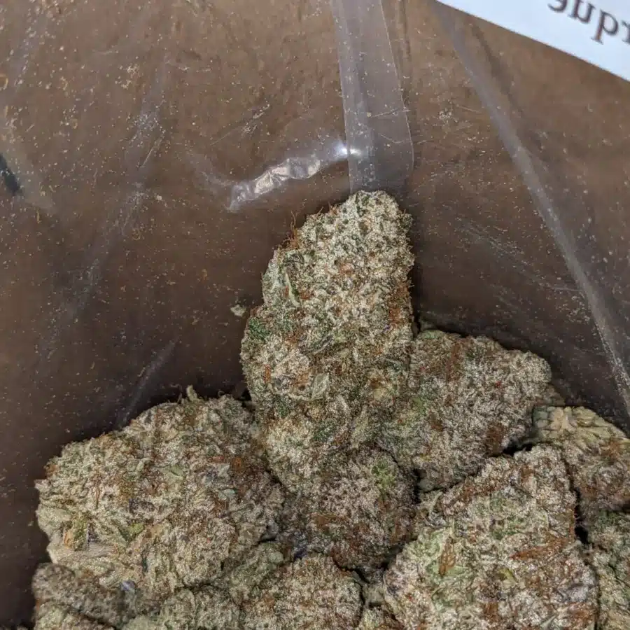 WHITE GOD 4 I White God