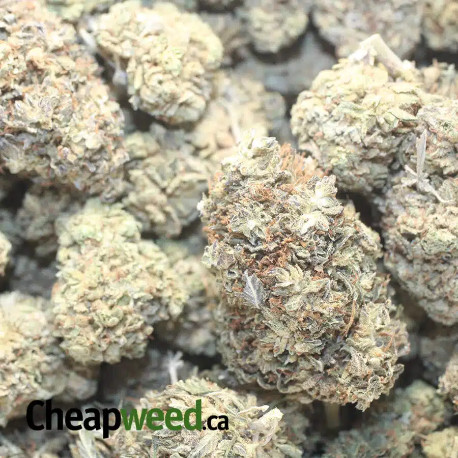 WIDOW HAZE BS 1 I Widow Haze Bulk Special
