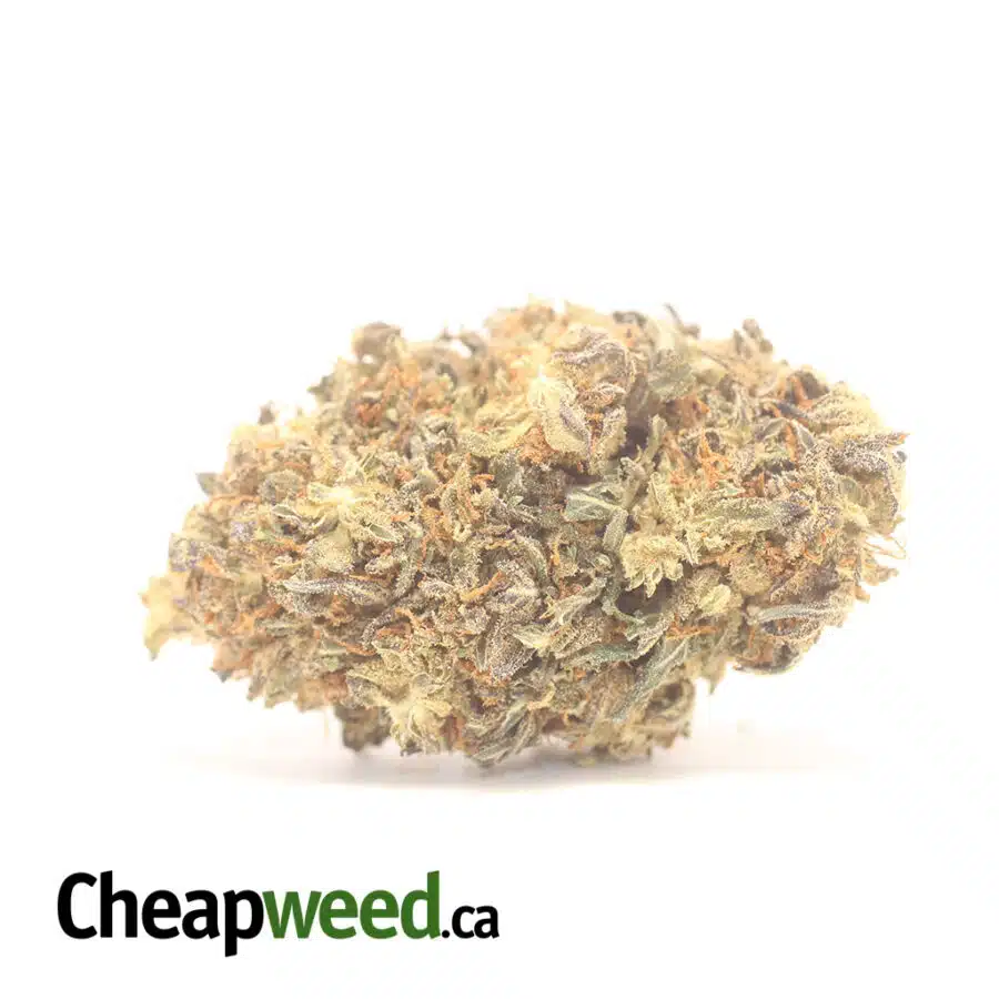 Widow Haze Bulk Special