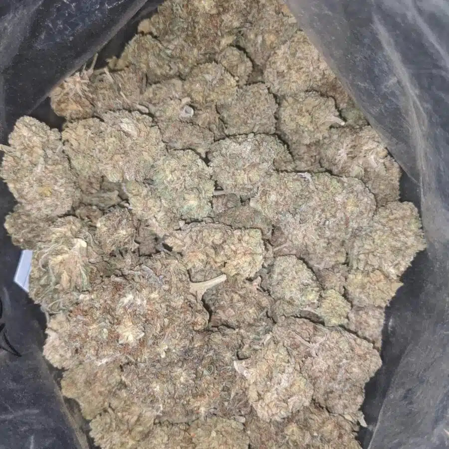 Widow haze bulk special 1 I Widow Haze Bulk Special