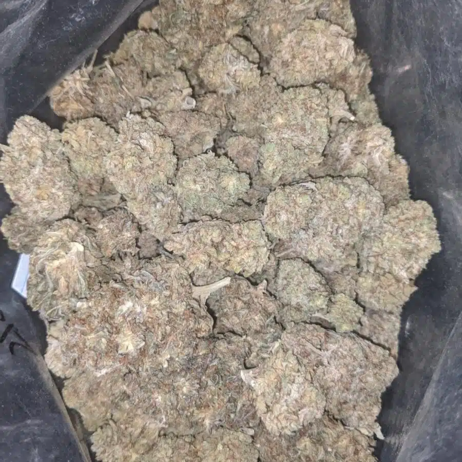 Widow haze bulk special 2 I Widow Haze Bulk Special