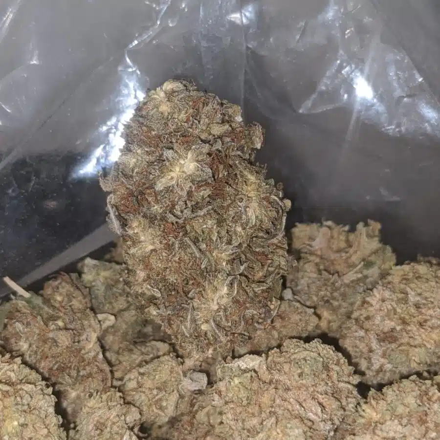 Widow haze bulk special 3 I Widow Haze Bulk Special