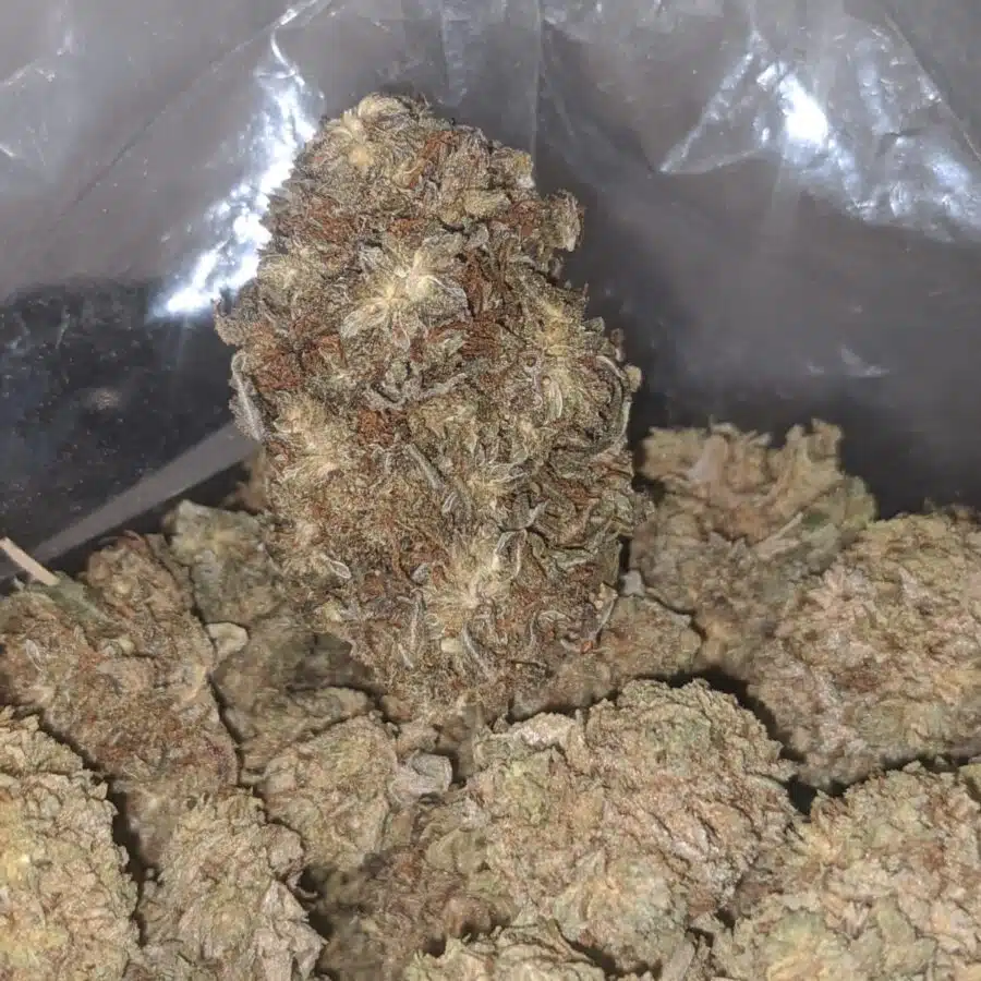 Widow haze bulk special 4 I Widow Haze Bulk Special
