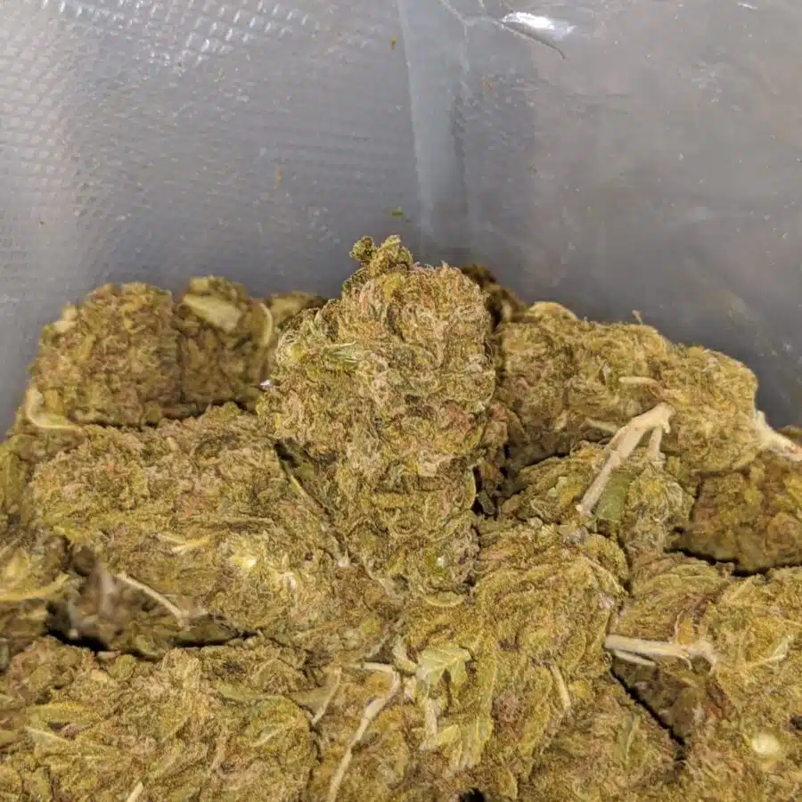 aa cosmic kush bulk special 3 I AA Cosmic Kush Bulk Special