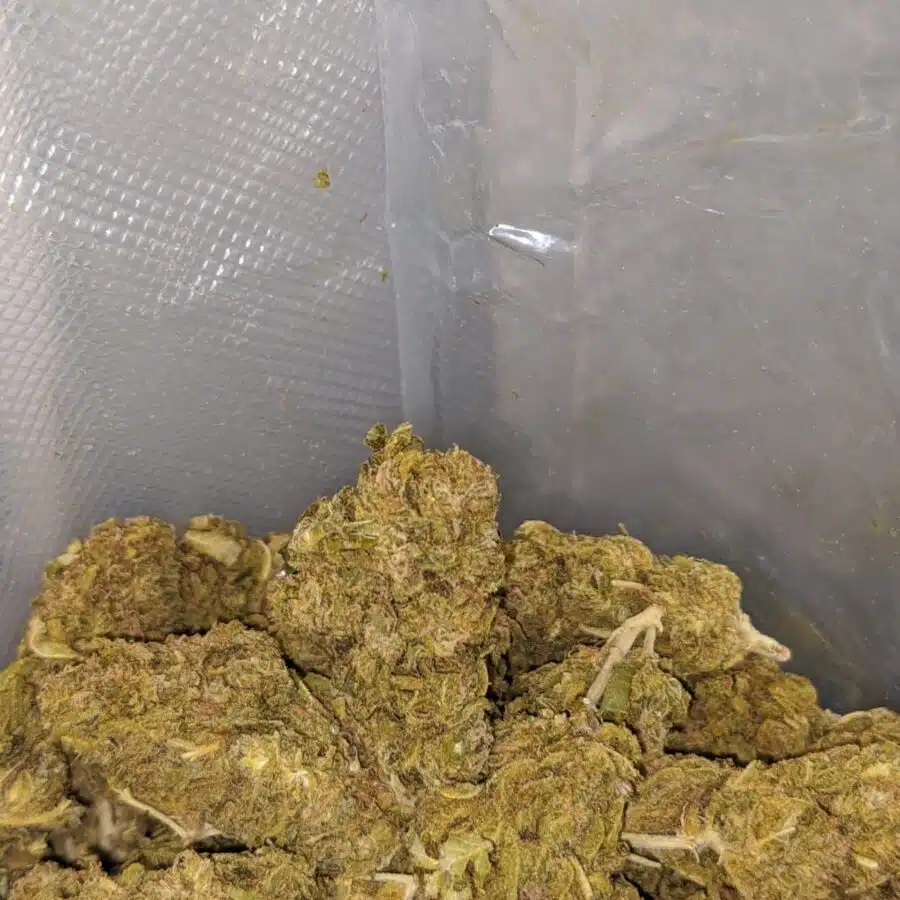 aa cosmic kush bulk special 4 I AA Cosmic Kush Bulk Special