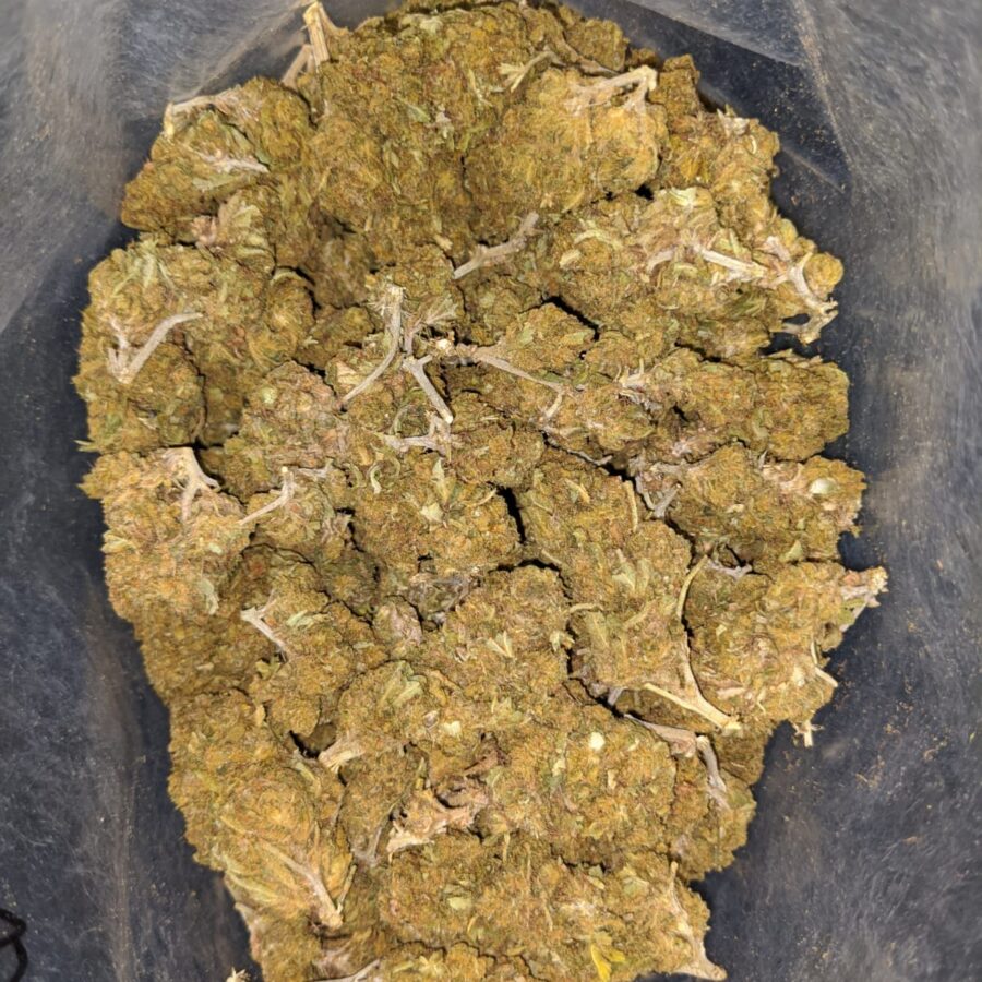 aa cougar piss seedy 1 I AA Cougar Piss (Seedy)