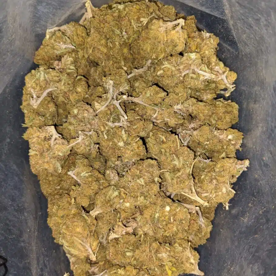 aa cougar piss seedy 1 I AA Cougar Piss (Seedy)