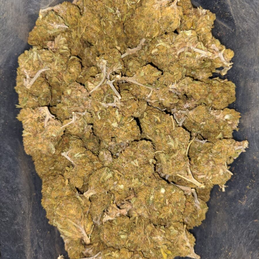 aa cougar piss seedy 2 I AA Cougar Piss (Seedy)