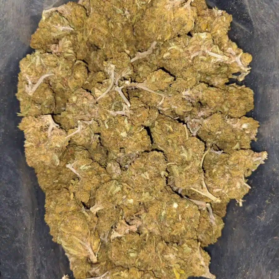 aa cougar piss seedy 2 I AA Cougar Piss (Seedy)