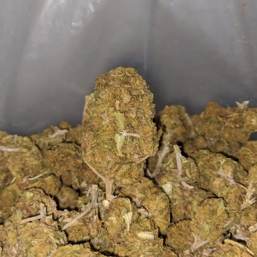 aa cougar piss seedy 3 I AA Cougar Piss (Seedy)