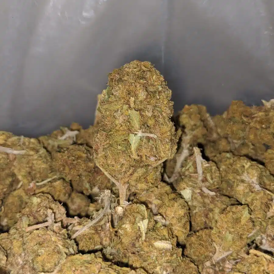 aa cougar piss seedy 4 I AA Cougar Piss (Seedy)