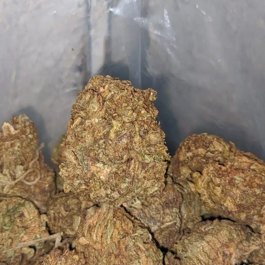 aa kush bulk special 3 I AA Kush Bulk Special