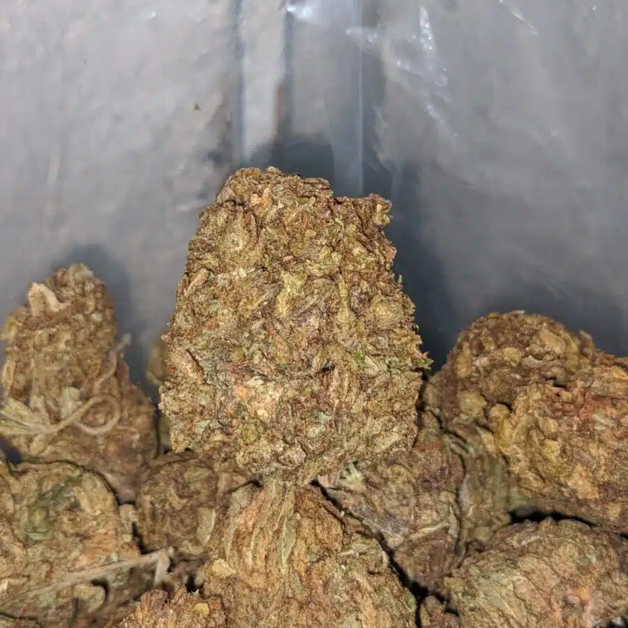 aa kush bulk special 4 I AA Kush Bulk Special