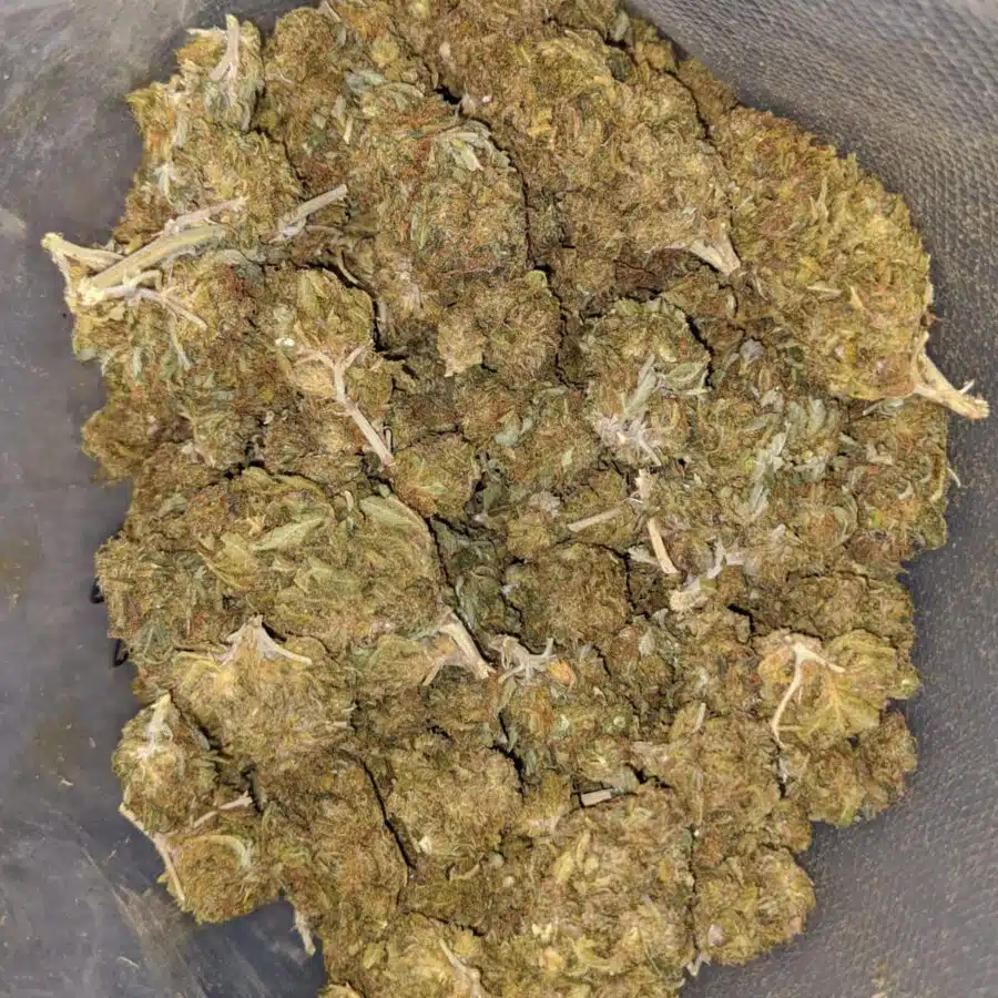 aa kushberry bulk special 2 I AA Kushberry Bulk Special