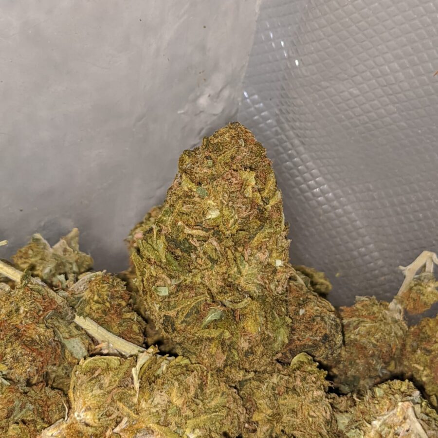 aa kushberry bulk special 4 I AA Kushberry Bulk Special