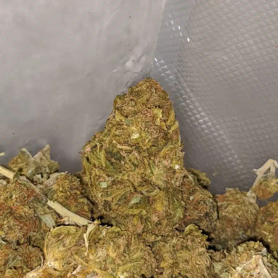 aa kushberry bulk special 4 I AA Kushberry Bulk Special