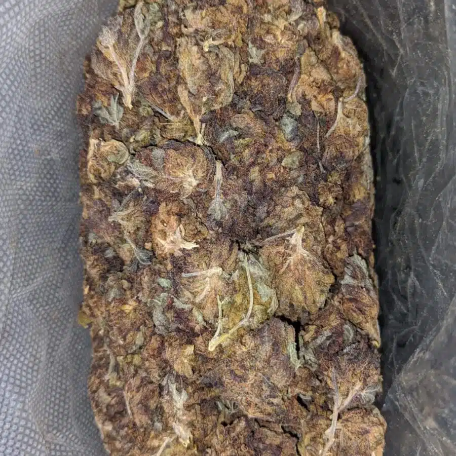 aa purple widow bulk special 1 I AA Purple Widow Bulk Special