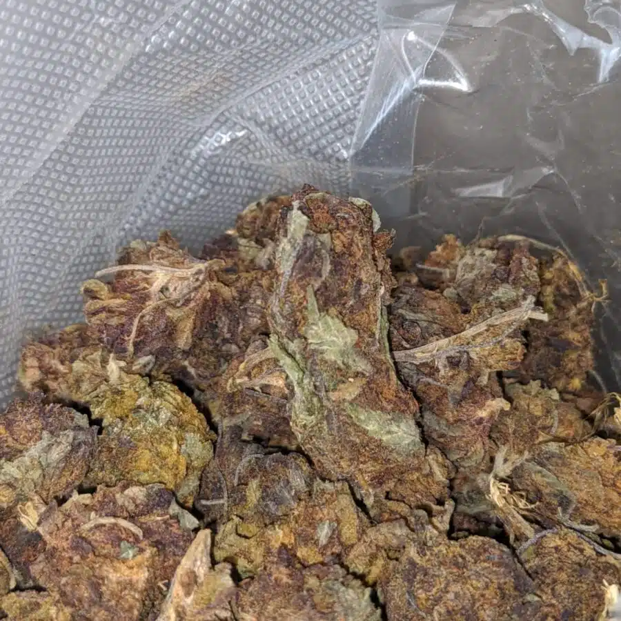 aa purple widow bulk special 3 I AA Purple Widow Bulk Special