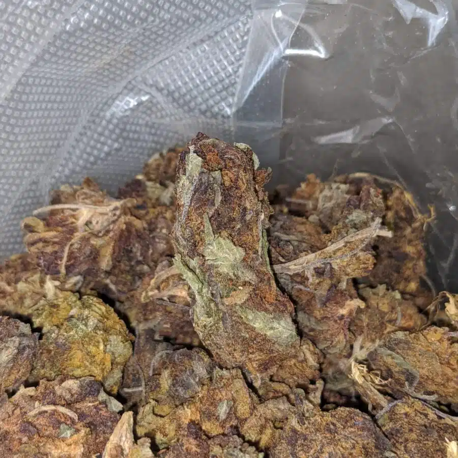 aa purple widow bulk special 4 I AA Purple Widow Bulk Special