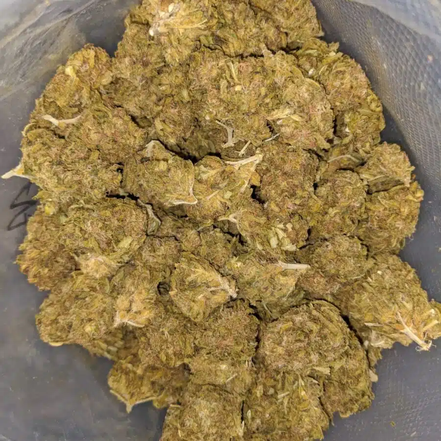 AA Sweet Berry Bulk Special