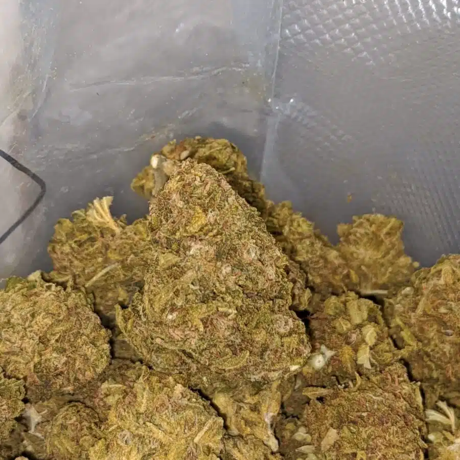 aa sweet berry bulk special 3 I AA Sweet Berry Bulk Special