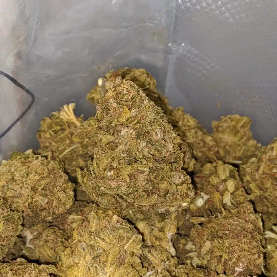 aa sweet berry bulk special 4 I AA Sweet Berry Bulk Special