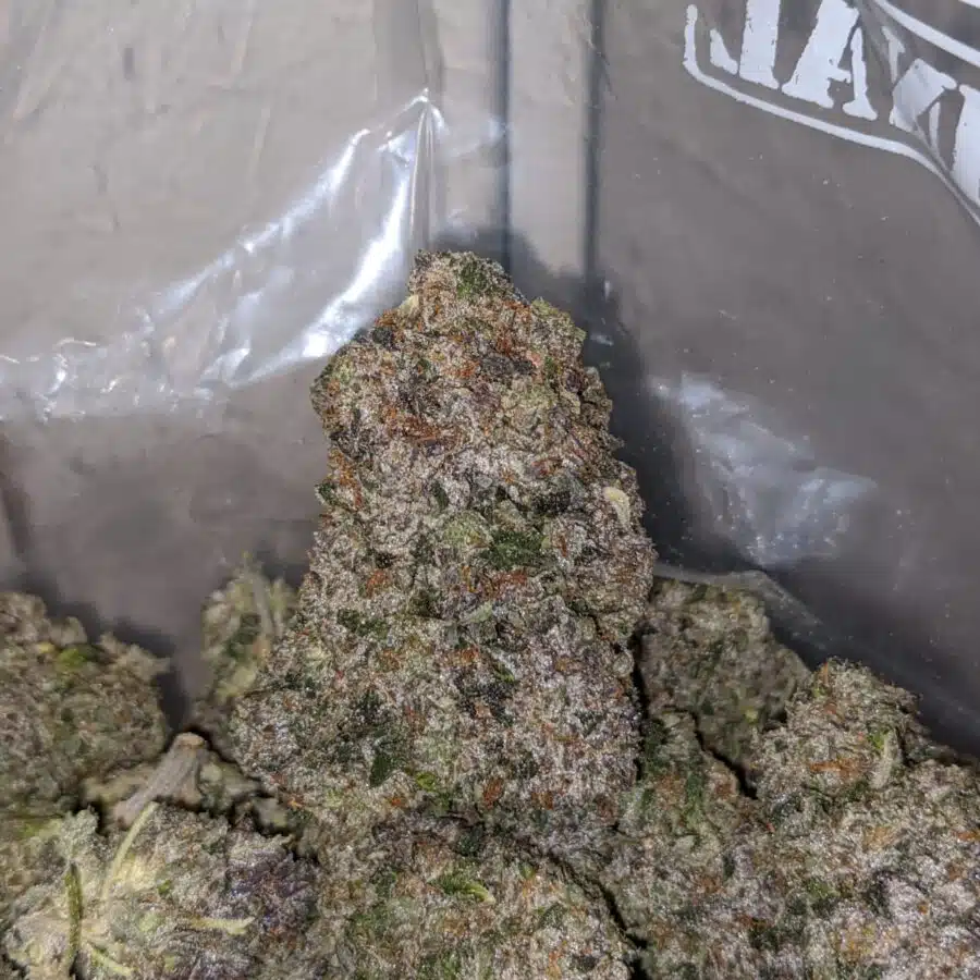 bluefin tuna aaaa 3 I Bluefin Tuna AAAA
