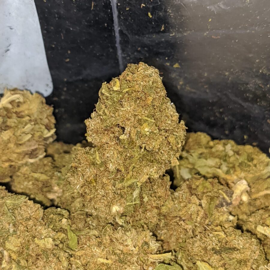 bubba kush bulk special 3 I Bubba Kush Bulk Special