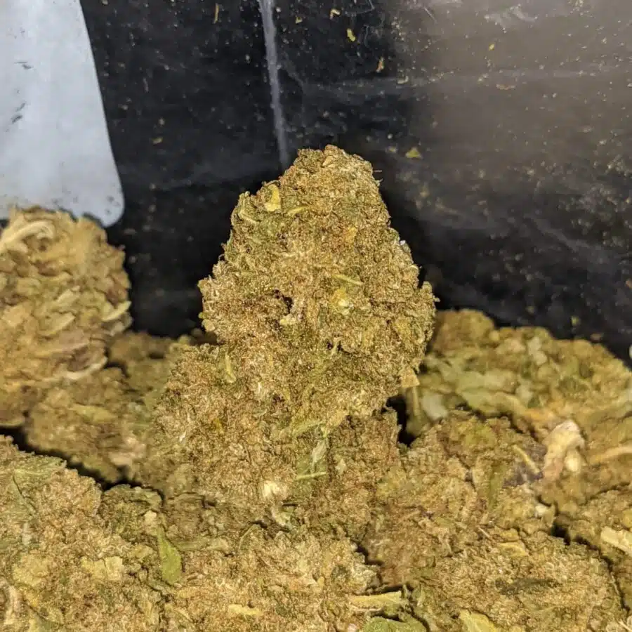 bubba kush bulk special 3 I Bubba Kush Bulk Special