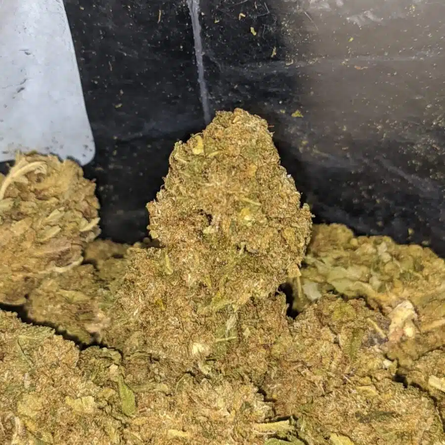 bubba kush bulk special 4 I Bubba Kush Bulk Special