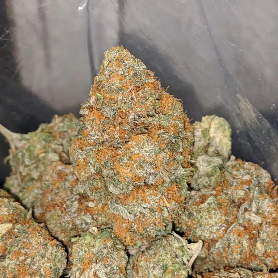butter scotch kush 3 I Butterscotch Kush