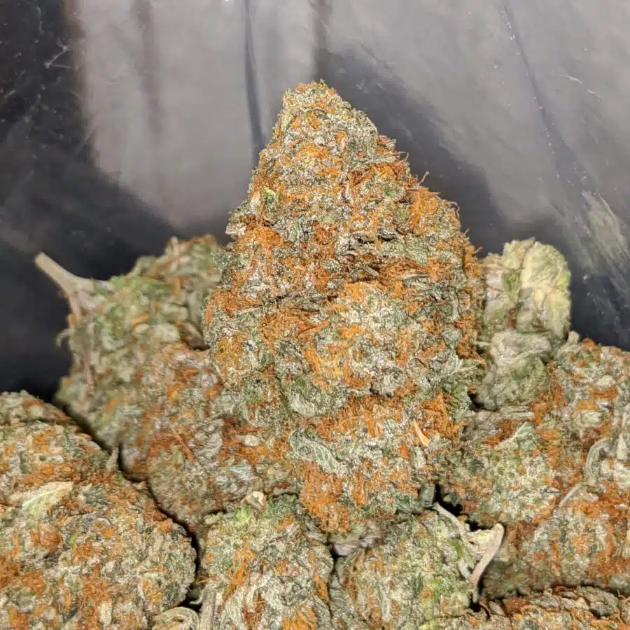 butter scotch kush 4 I Butterscotch Kush