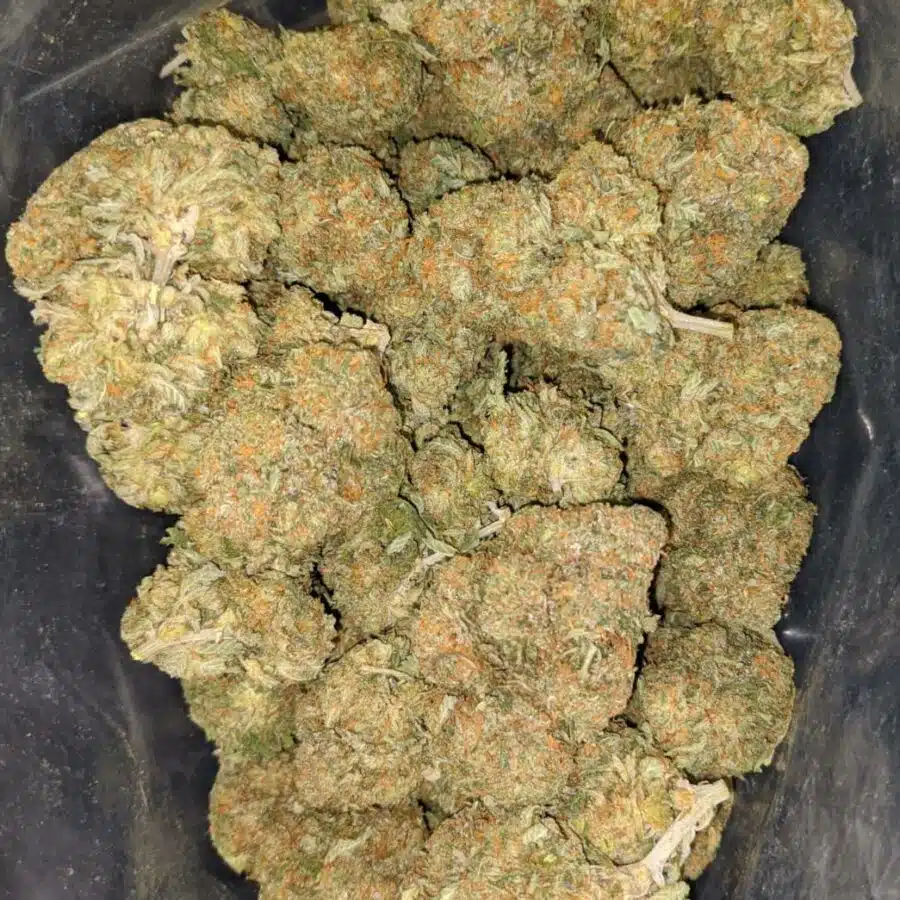 cali tuna 1 I Cali Tuna