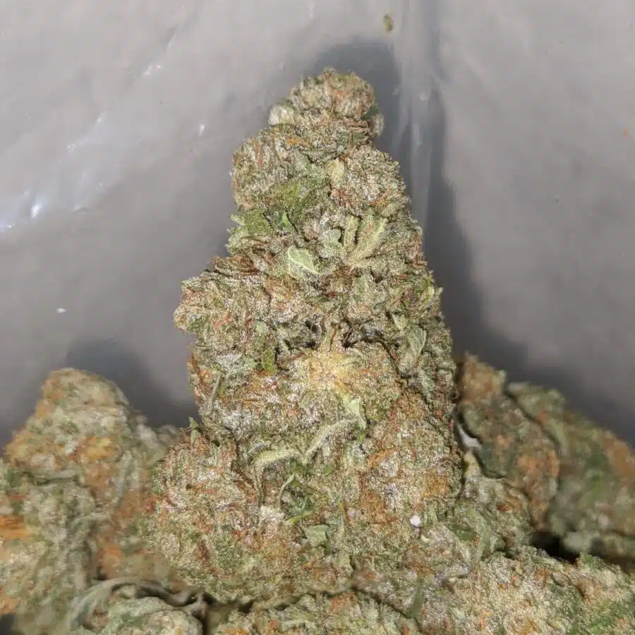 california dream 4 1 I $71 Oz - California Dream